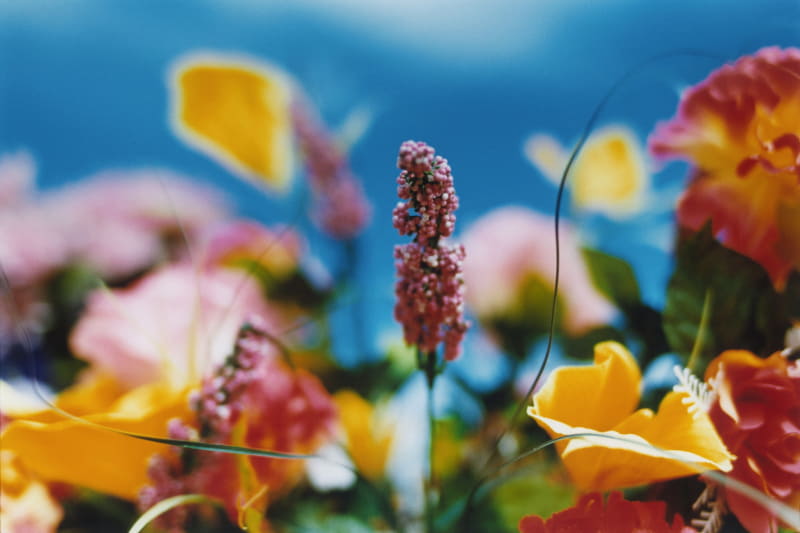 『永遠の花』より<br>©mika ninagawa, Courtesy of Tomio Koyama Gallery