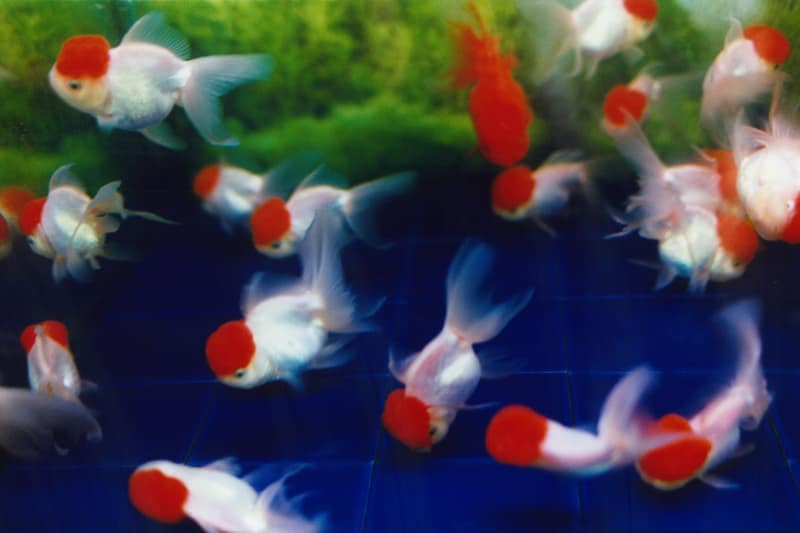 『Liquid Dreams』より<br>©mika ninagawa, Courtesy of Tomio Koyama Gallery