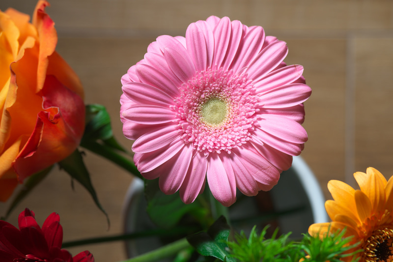 本レンズは花のために生まれたことがアナウンスされているので、いちおう正統派の使い方をしてみました。ものすごくシャープですね。コントラストが高いのも特筆すべき点です。<br>ニコンDf　AI AF Zoom Micro Nikkor ED 70-180mm F4.5-F5.6D（F7.1・1/1,250秒）ISO 400　180mm