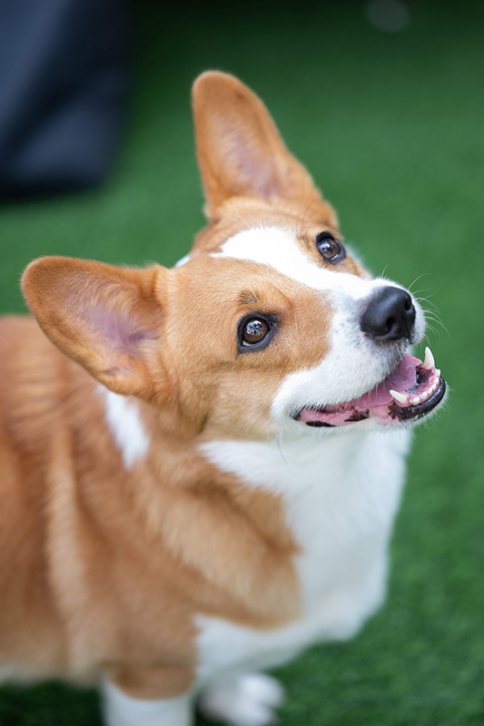 提供：イングレート・ジャパン株式会社