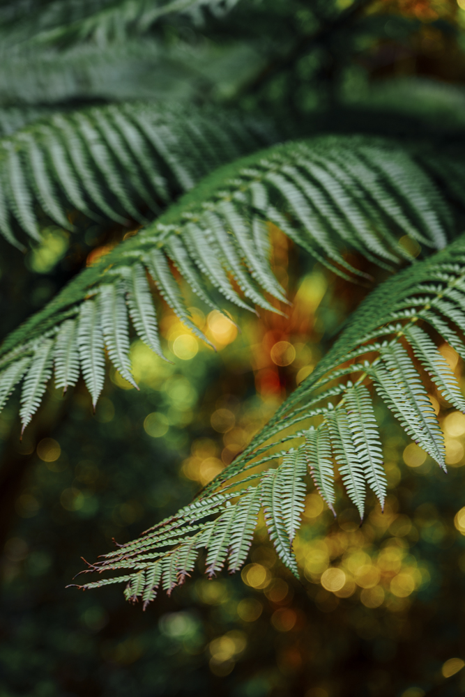 α7 IV／FE 20-70mm F4 G／70mm／絞り優先（1/10秒・F5.6）／ISO 100