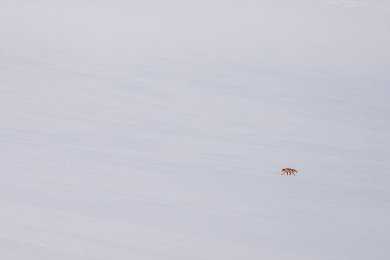 淡い夕日が差す雪原を行くキタキツネ。車内から撮影することで、酷寒の待ち時間の寒風を避けつつ、自身の姿をキタキツネに積極的に見せないことで警戒させずに捉えることができた<br><span class="fnt-85">ソニー α1／FE 100-400mm F4.5-5.6 GM OSS／200mm／マニュアル露出（F4.5、1/1,000秒）／ISO 1600／WB：オート</span>