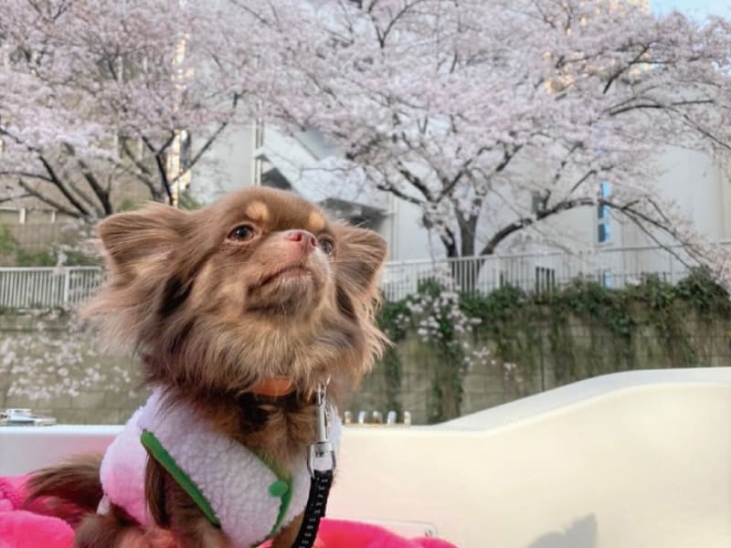 船内装飾は去年以前のもの