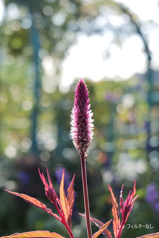 フィルターなし