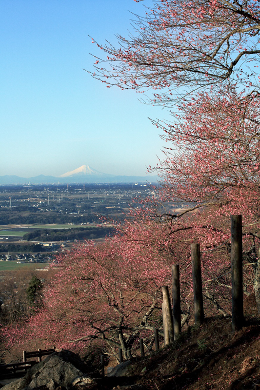 展望あずまやからの眺め