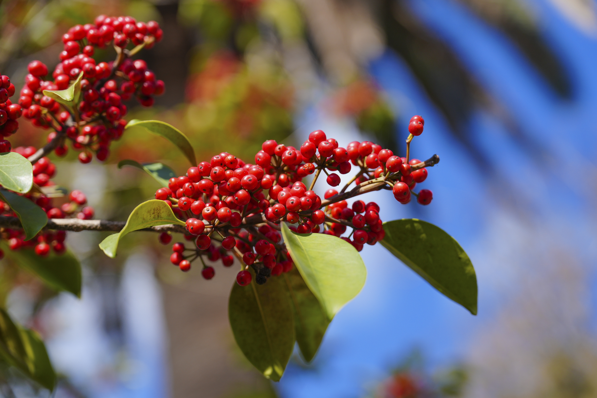 α7R V／FE 20-70mm F4 G／70mm／マニュアル露出（1/1,000秒・F4）／ISO 200