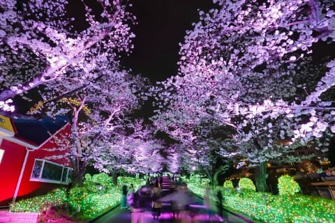 イベント告知】よみうりランド、桜をライトアップする「夜桜ジュエルミ