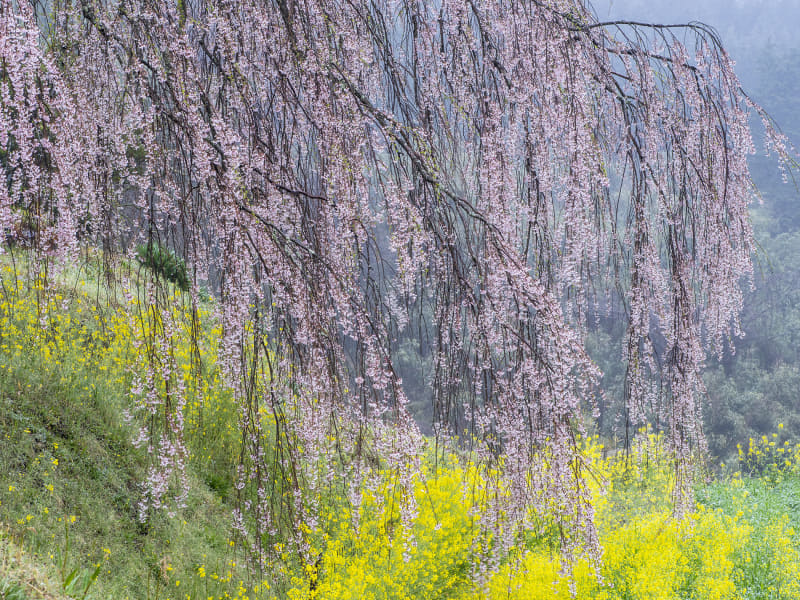 撮影：清家道子