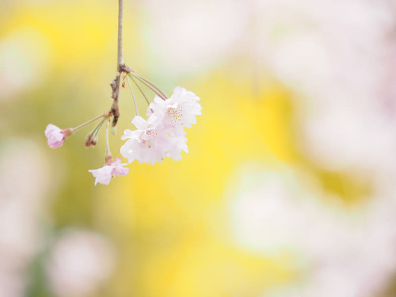 撮影：吉住志穂