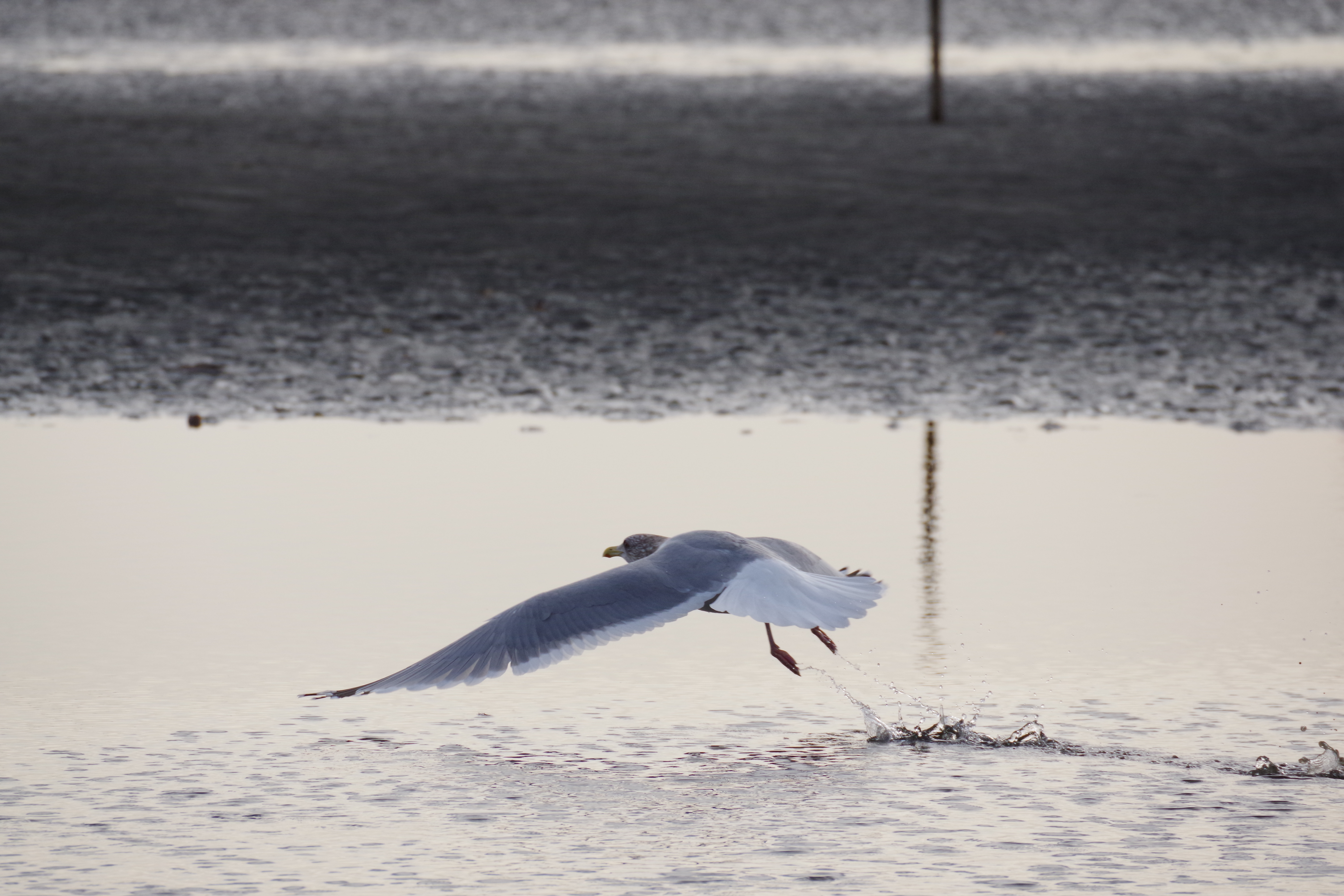 PENTAX KF／HD PENTAX-DA 55-300mm F4.5-6.3 ED PLM WR RE／300mm／（F9、1/1,600秒）／ISO 3200／WB：オート
