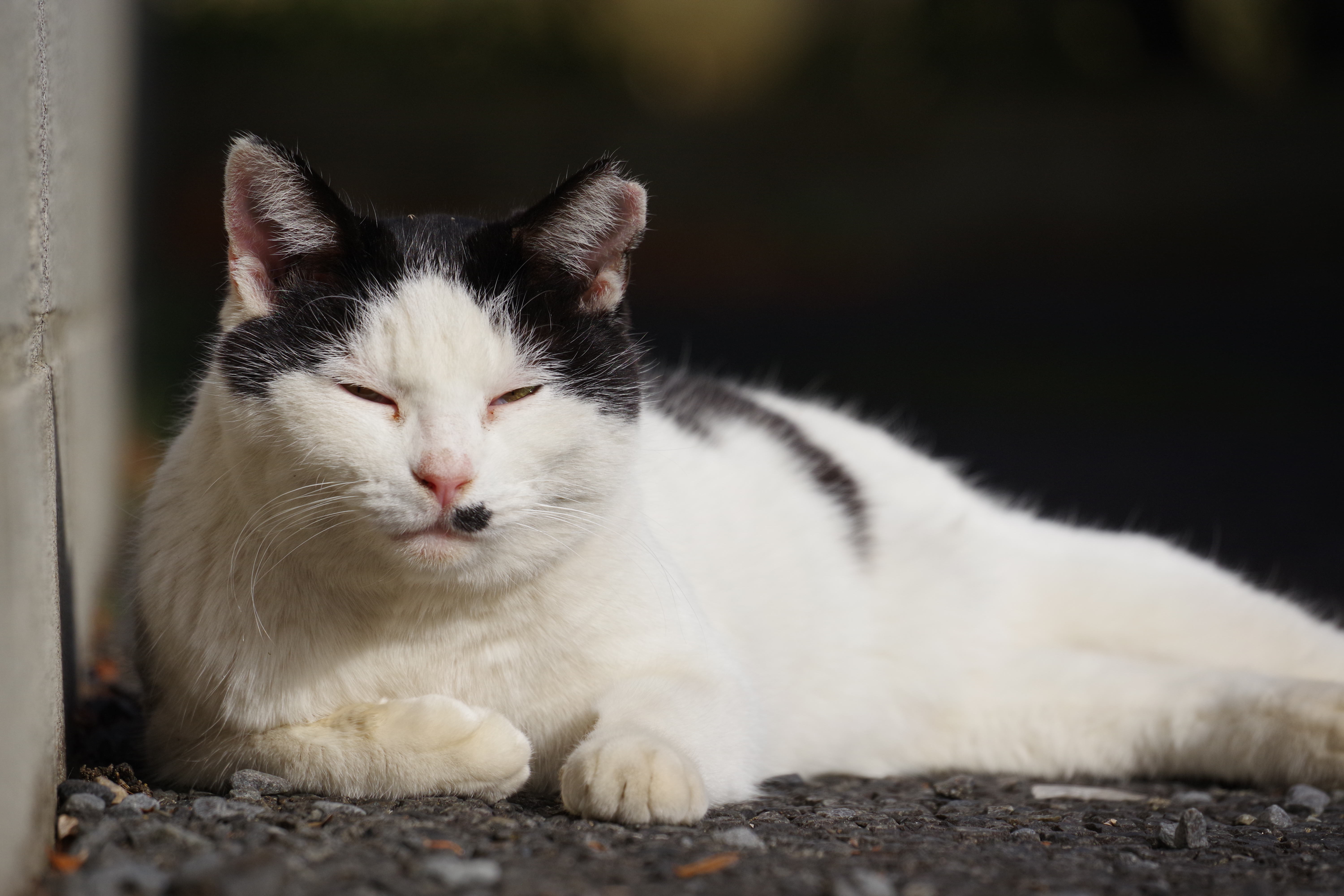 PENTAX KF／HD PENTAX-DA 55-300mm F4.5-6.3 ED PLM WR RE／300mm／（F5.6、1/12,000秒）／ISO 400／WB：オート