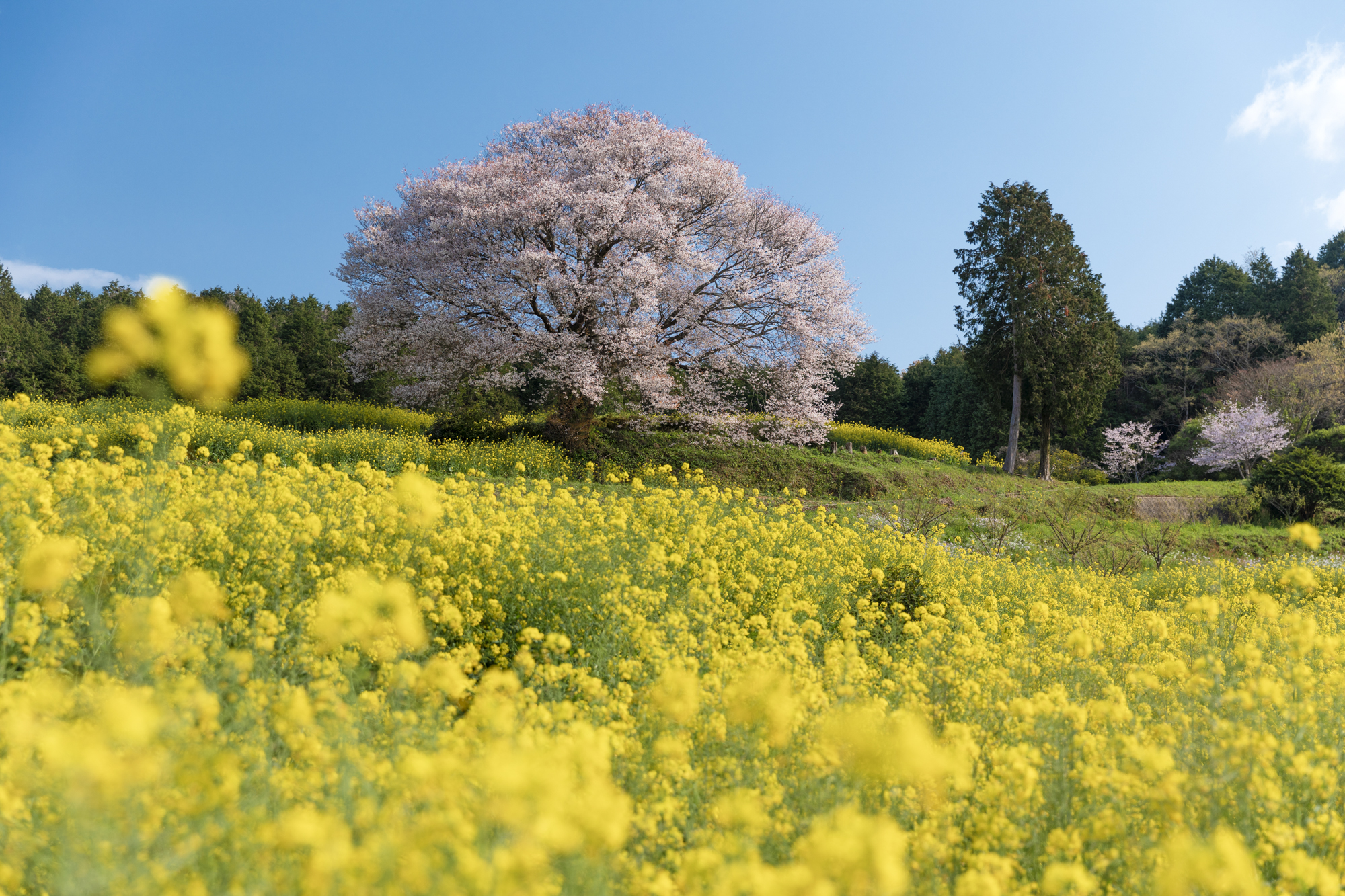やや離れた場所からローアングル気味に構えて撮影。手前の菜の花をボカして撮影したかったため、絞りを浅くしている。撮影：館野二朗（2020年4月2日撮影）<br><span class="fnt-85">EOS 5D Mark IV／EF24-70mm F2.8L II USM／50mm／マニュアル露出（1/40秒・F4.5）／ISO 100／WB:4900K</span>