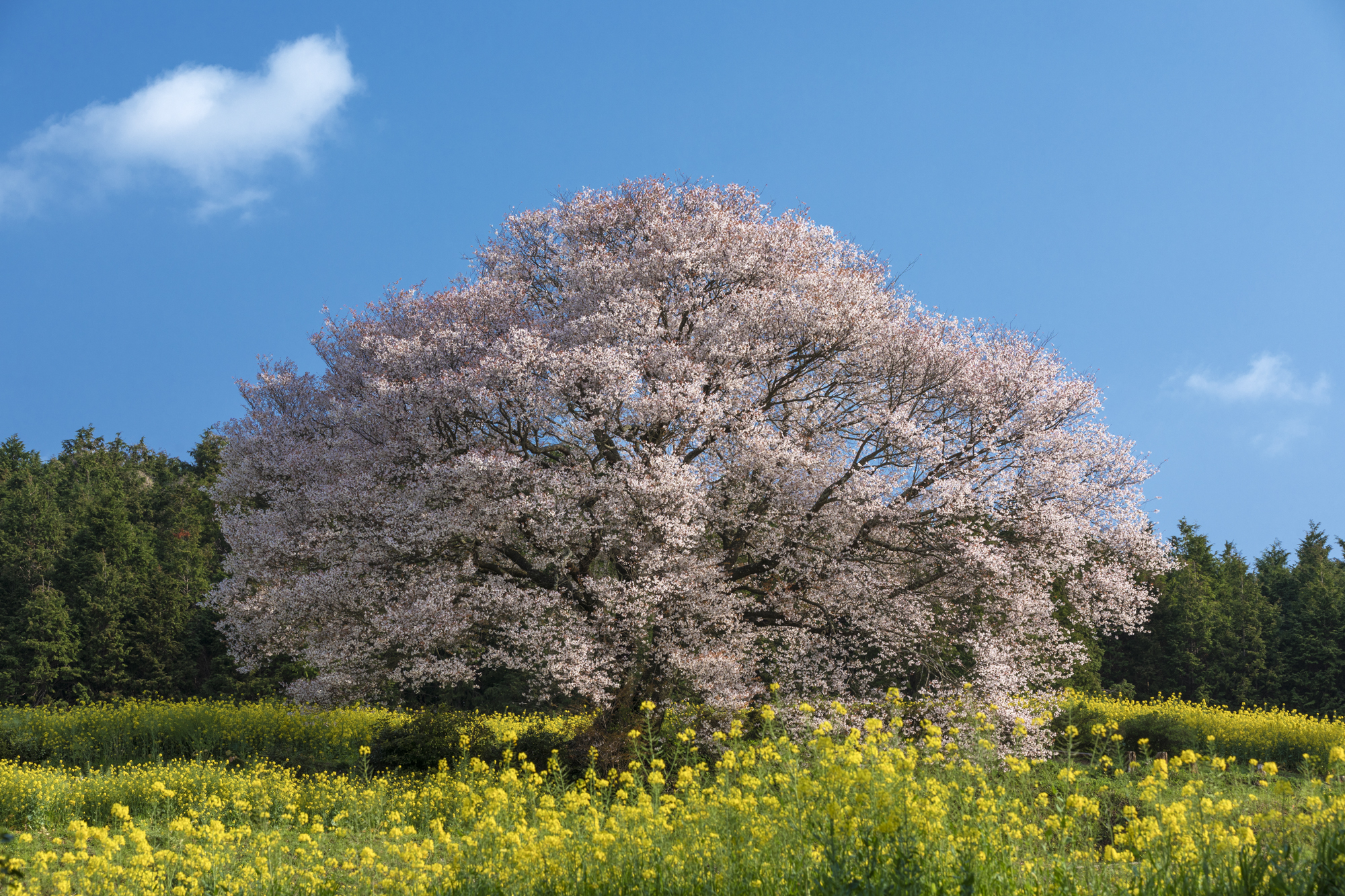 ただの青空ではそれほど面白くない構図だったが、小さな雲が左上に出てたことで良いアクセントになった。撮影：館野二朗（2020年4月2日撮影）<br><span class="fnt-85">EOS 5D Mark IV／EF70-200mm F2.8L IS II USM／120mm／マニュアル露出（1/400秒・F11）／ISO 100／WB:4900K</span>