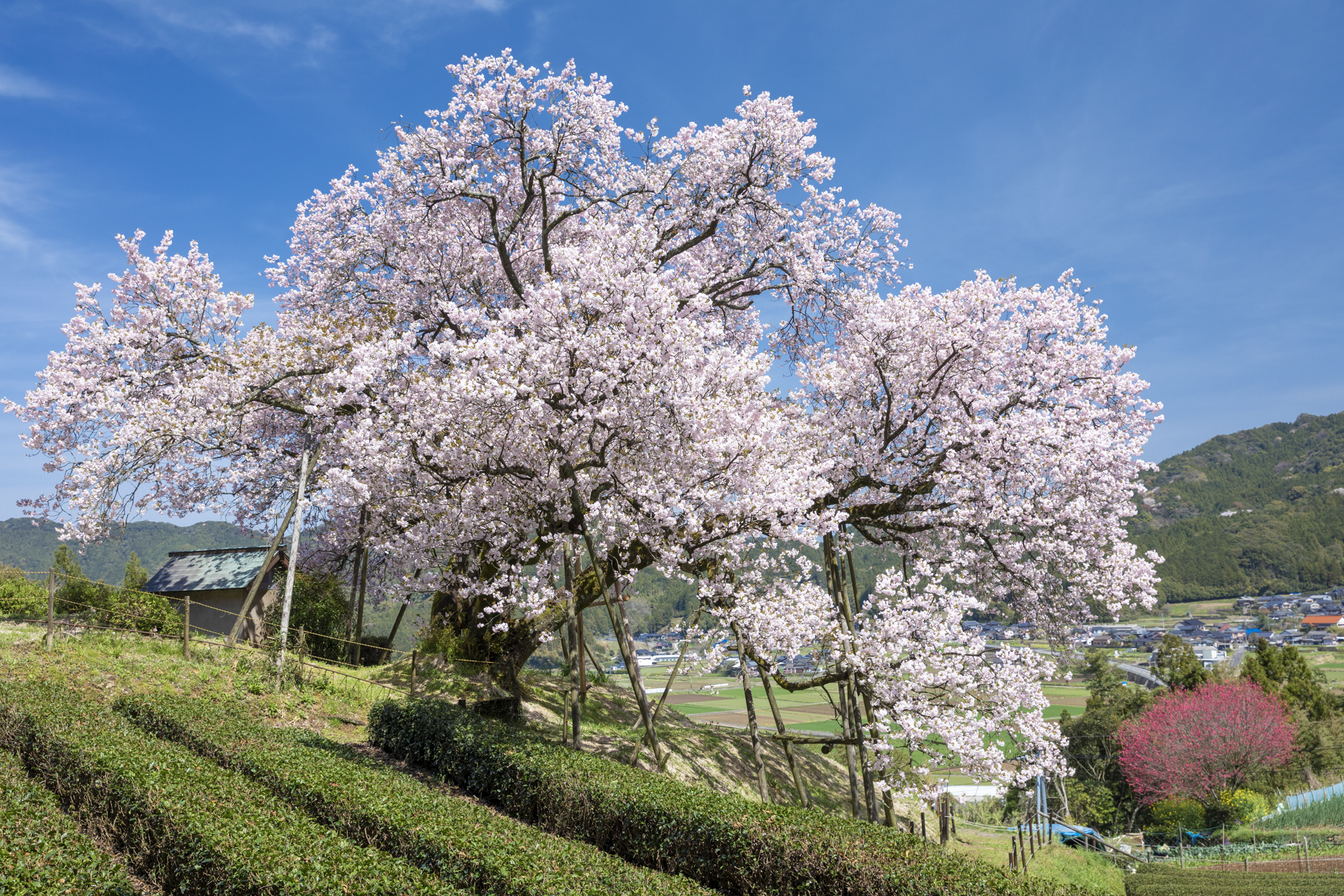 桜は斜面にそびえ立っている。その周りを歩けるため、ある程度自由な角度で撮影できる。この時は花桃の赤い花を右下に入れるために、この角度から撮影している。撮影：館野二朗（2020年3月29日撮影）<br><span class="fnt-85">EOS 5D Mark IV／EF24-70mm F2.8L II USM／38mm／マニュアル露出（1/100秒・F8）／ISO 200／WB:4900K</span>