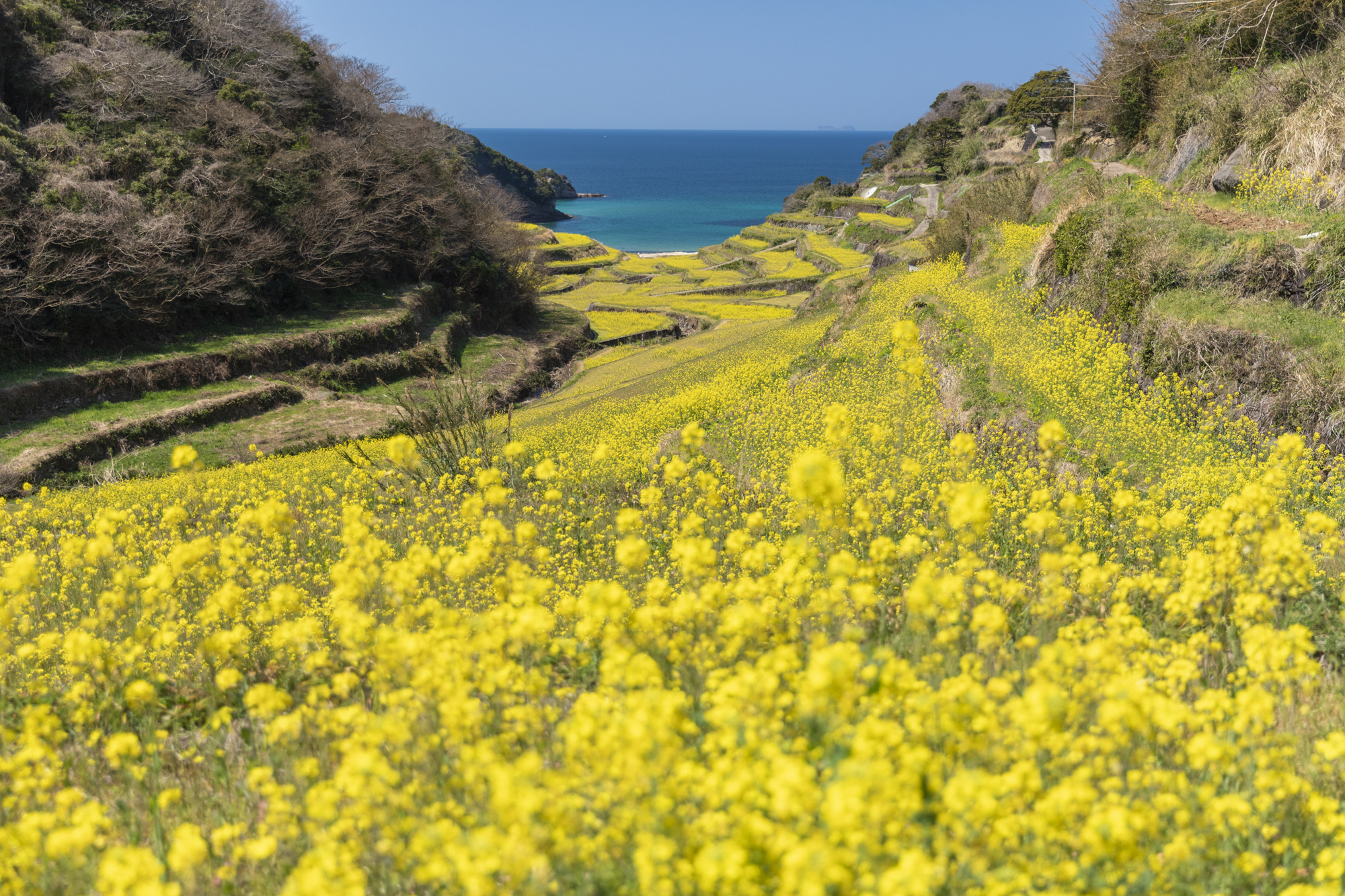 広角レンズで菜の花に近寄り、絞りを浅くして前ボケ作ることで、ふわっとしたボリューム感を出している。撮影：館野二朗（2020年4月1日撮影）<br><span class="fnt-85">EOS 5D Mark IV／EF24-70mm F2.8L II USM／39mm／マニュアル露出（1/1,600秒・F2.8）／ISO 250／WB:4900K</span>