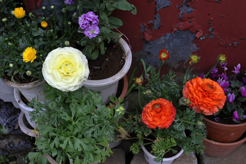 花の写真でしたら、「道路の隅に置かれているけど、きちんと育てられているぜ」みたいな主張のあるものには積極的にレンズを向けます。で、カメラは白い花が主役であることを判断してフォーカシングしにゆくわけです。筆者はやることないです。<br>EOS R6 Mark II／EF17-40mm F4L USM／プログラムAE（40mm・F11・1/125秒）／ISO400