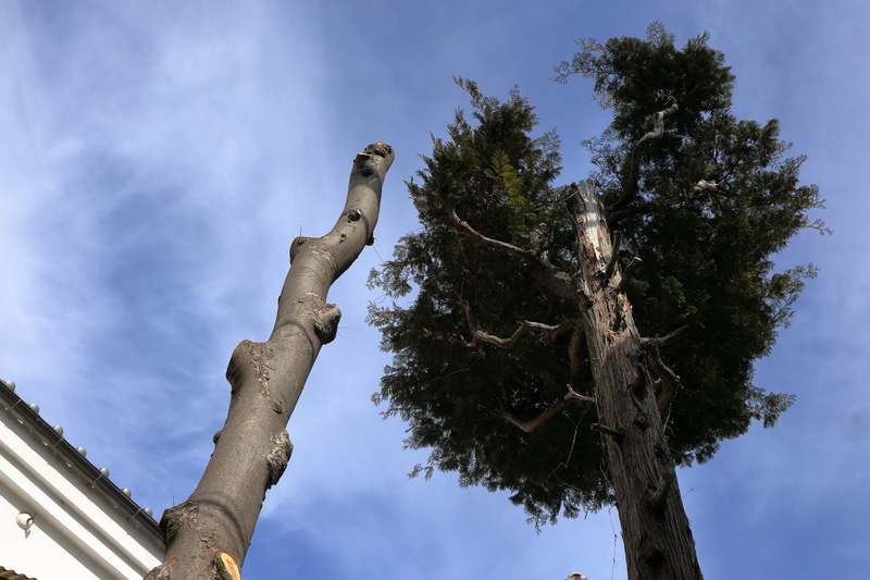 とぼけた被写体なんだけど、右の木に沿って、フォーカスが行われたりすることに驚きます。なぜ撮影者がフォーカシングしたい位置がわかったのか。<br>EOS R6 Mark II／RF35mm F1.8 MACRO IS STM／プログラムAE（F11・1/1,000秒）／ISO400