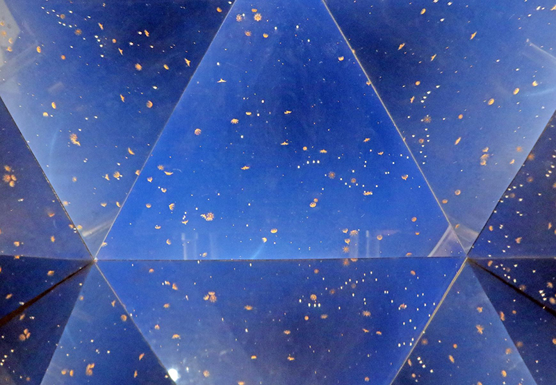 クラゲの幼生「エフィラ」の展示