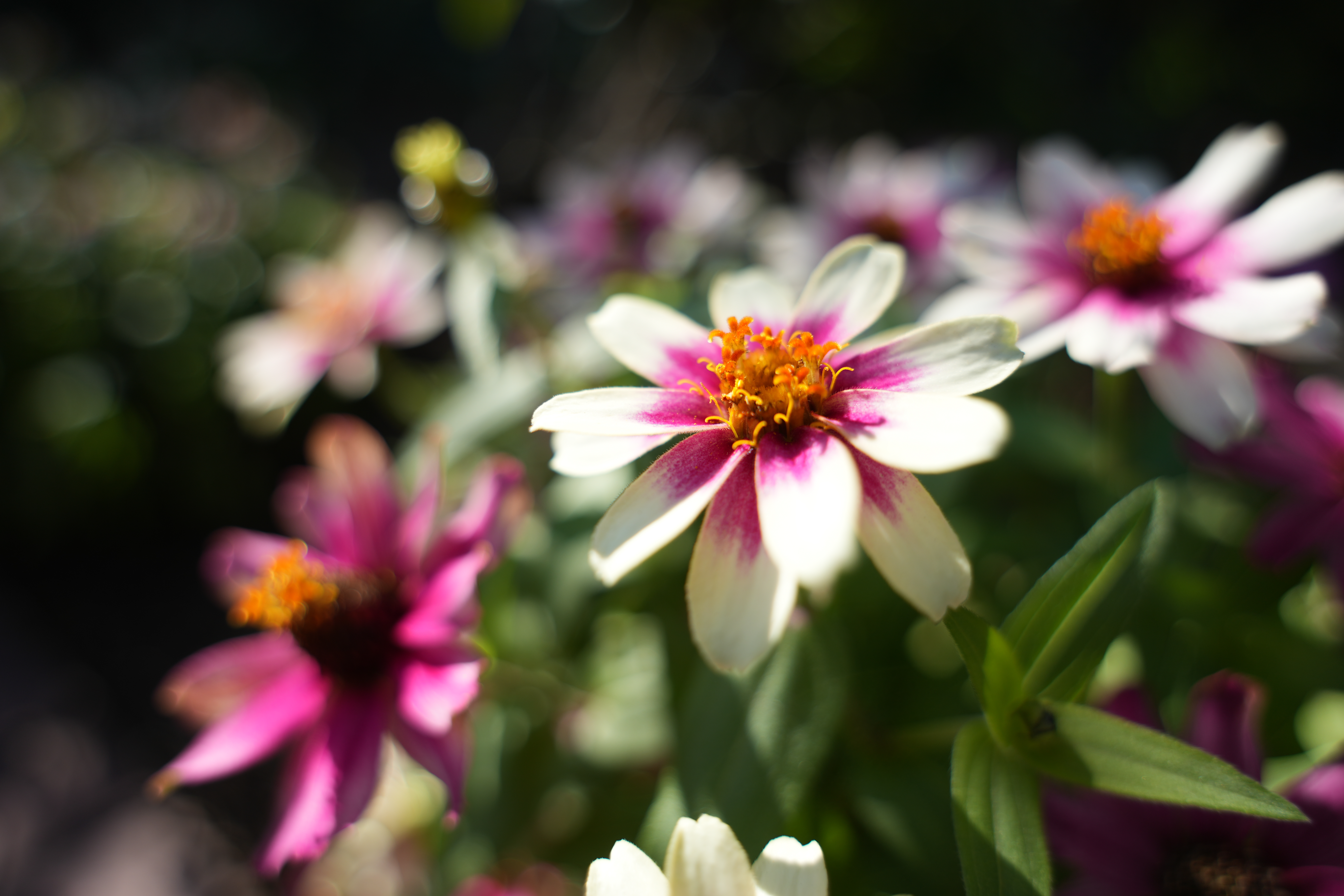 α7 IV／20-40mm F/2.8 Di III VXD／20mm／絞り優先AE（F2.8、1/1,000秒、+0.7EV）／ISO 100／WB：オート