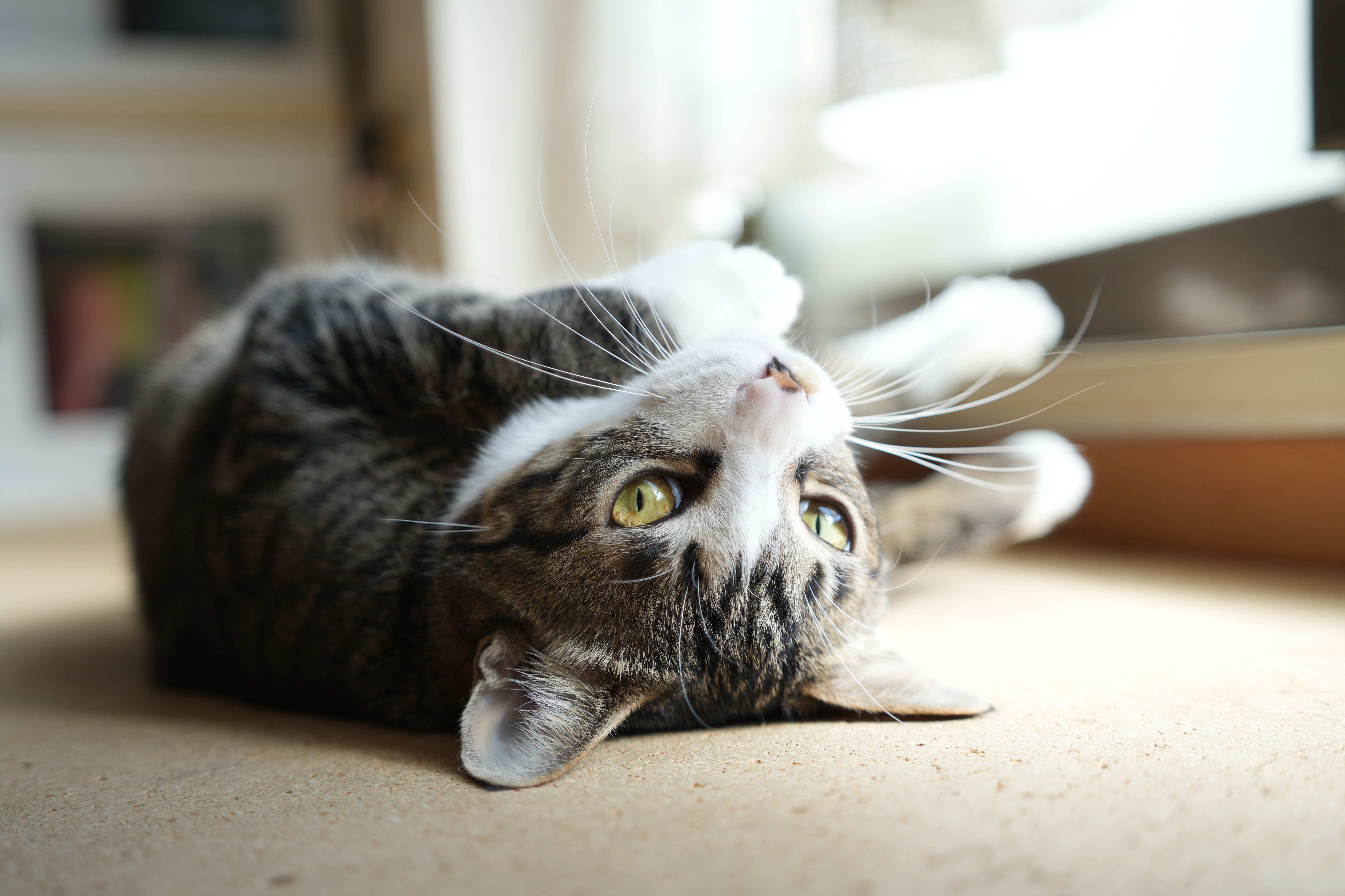 α7 IV／20-40mm F/2.8 Di III VXD／40mm／絞り優先AE（F2.8、1/100秒、+0.7EV）／ISO 100／WB：オート