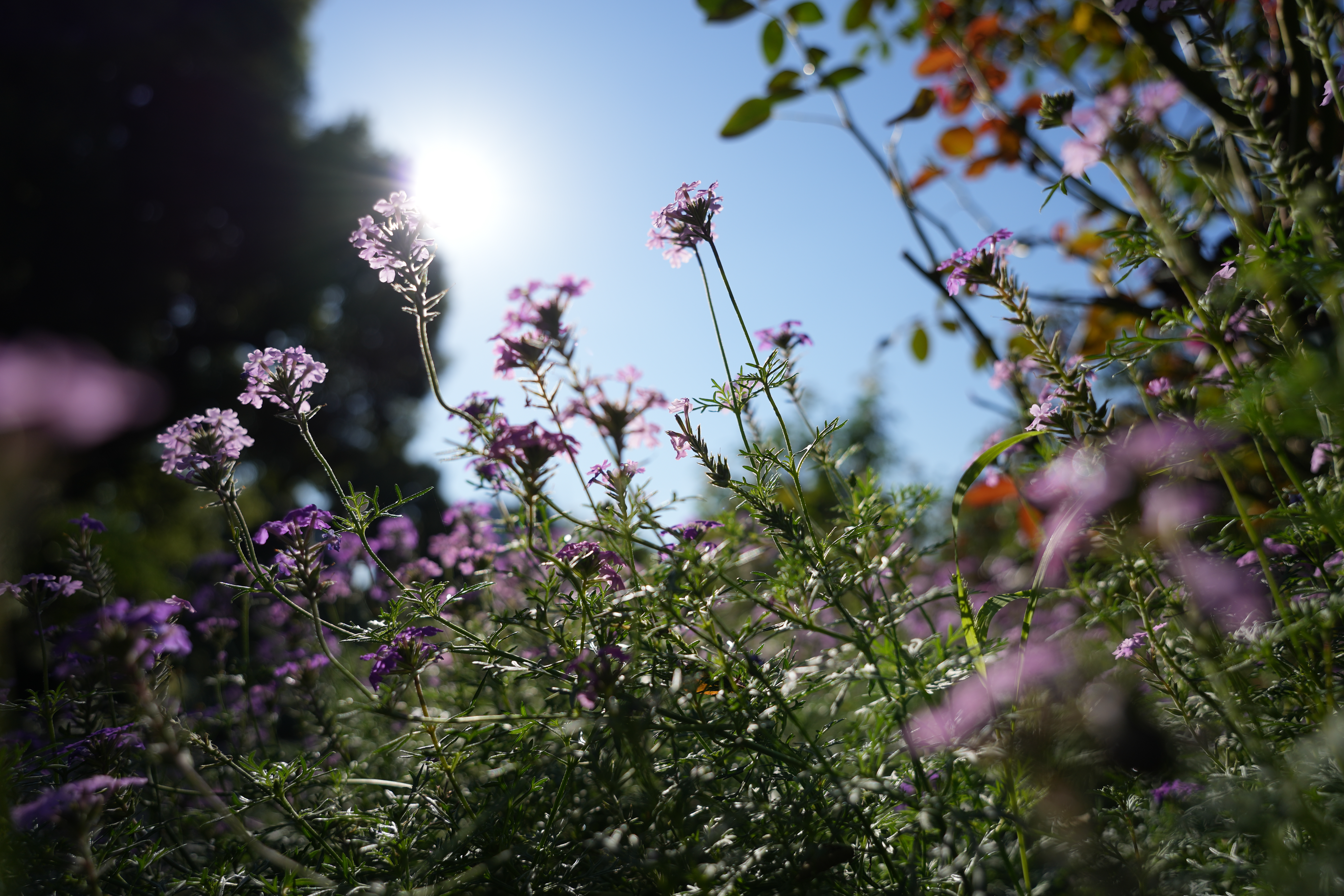 α7 IV／20-40mm F/2.8 Di III VXD／21mm／絞り優先AE（F2.8、1/2,500秒、+0.3EV）／ISO 100／WB：オート