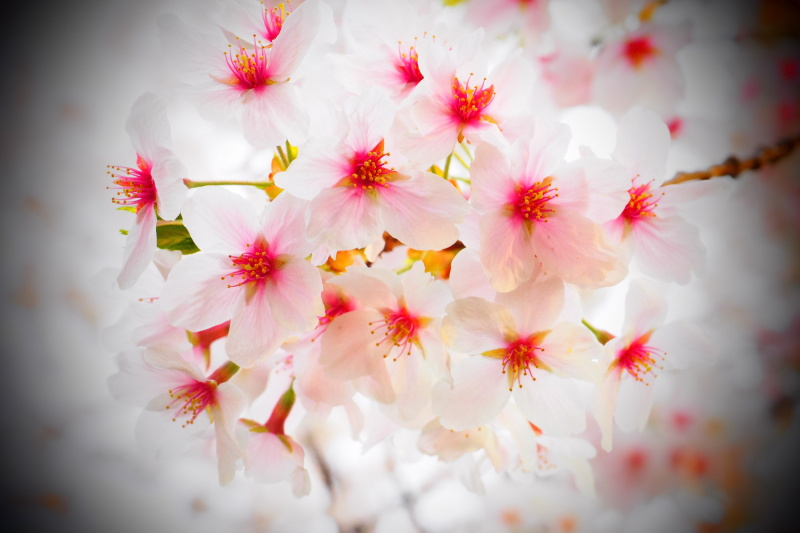 絞り優先AE（F6.3・1/125秒・＋2.0EV）/ ISO 800 / 撮影時刻 06:05