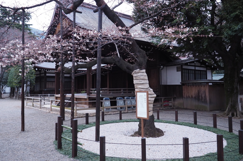この桜（ソメイヨシノ）は、東京管区気象台が開花を観測するために指定した「標本木」。５～６輪咲くと”開花”、８割咲くと”満開”となる