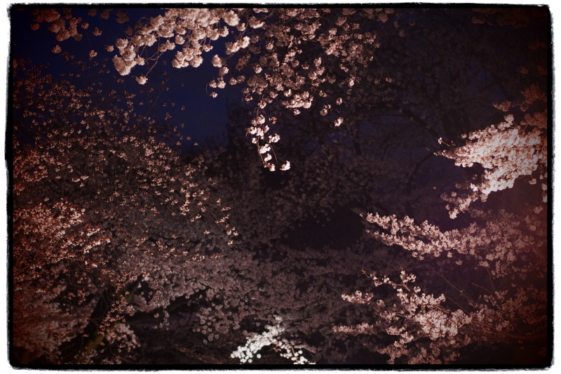 絞り優先AE（F1.8・1/50秒・－1.0EV）/ ISO 800 / 撮影時刻 04:46