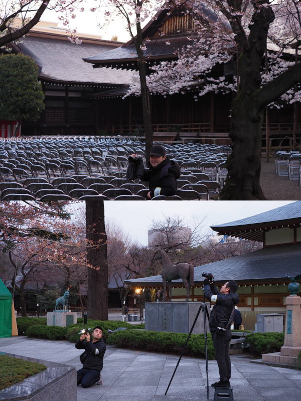 桜の色を表現するため、時にLEDライトを当てる。クリップオンストロボも用意はしているが、暗く静寂な境内で発光させるのは気が進まないのでLEDライトや板レフの出番が多い