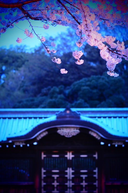 桜の下からLEDライトを当てている。絞り優先AE（F1.8・1/10秒・＋0.7EV）/ ISO 800 / 撮影時刻 05:11