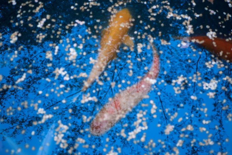 境内の神池に落ちる桜の花びらと水面に映る桜、そして立派な鯉の姿が美しい。見上げる桜だけではなく、広い境内には様々なシーンがある。絞り優先AE（F1.4・1/80秒・露出補正なし）/ ISO 400 / 撮影時刻 05:39
