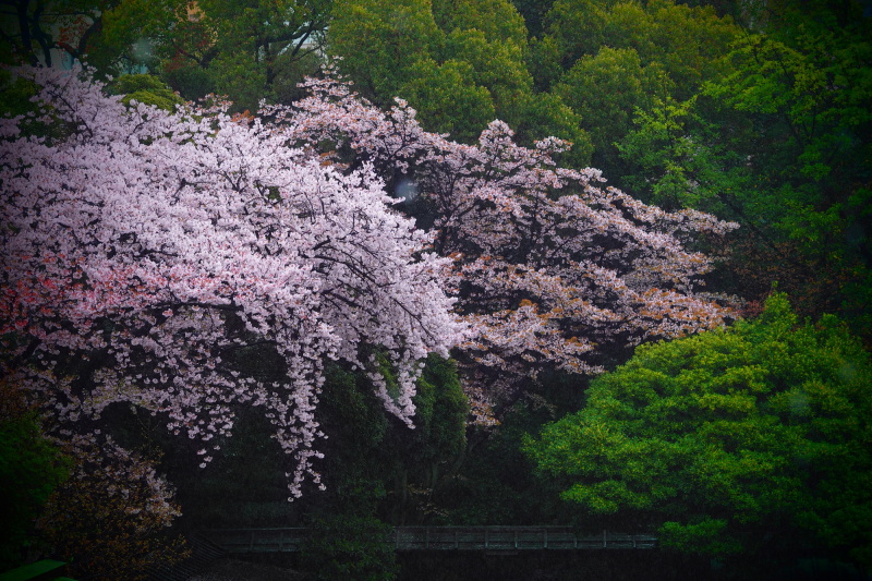 早朝開門前の撮影をメインとしているが、昼や夕方にも訪れる。昼間の順光が当たった桜もまた別の顔を見せてくれる。絞り優先AE（F3.5・1/800秒・－0.7EV）/ ISO 400 / 撮影時刻 13:36