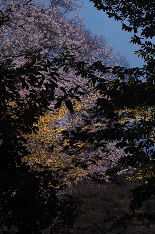 夕方からはライトアップされる。桜の色と光が出す雰囲気とのバランスを調節し表現する。絞り優先AE（F4.5・1/25秒・－1.3EV）/ ISO 640 / 撮影時刻 17:41