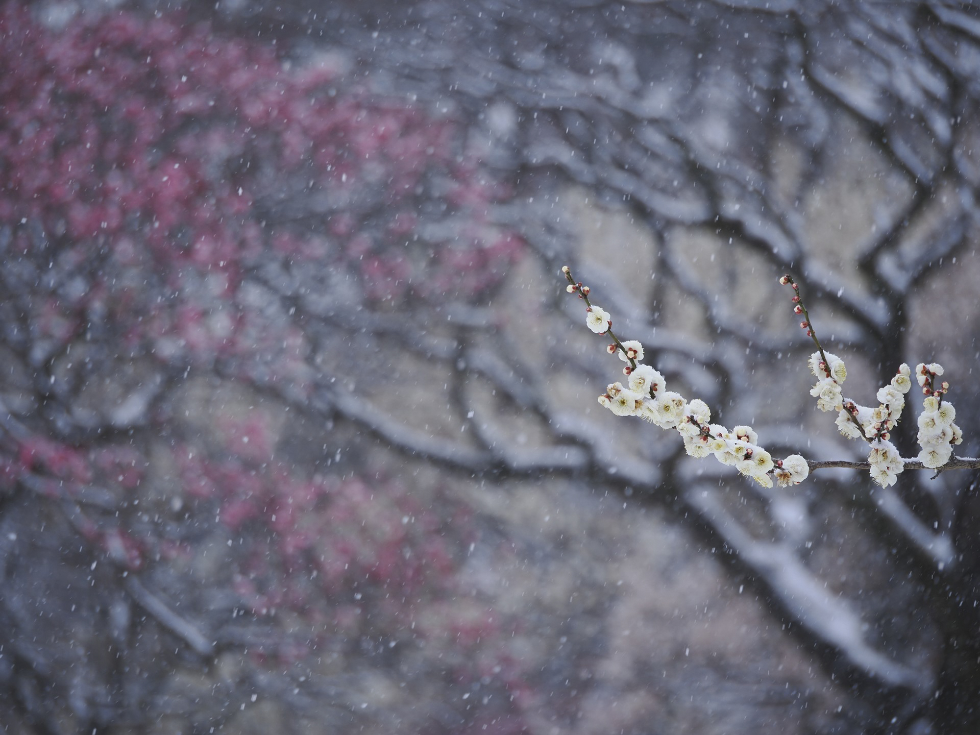 東京では珍しい大雪の日。撮影に集中するために傘もささずに行動したが、OM-1と同様のIP53に対応する強力な防塵・防滴構造のためになんの支障もなかった<br><span class="fnt-85">OM SYSTEM OM-1／90mm（180mm相当）／絞り優先AE（F3.5、1/400秒、-0.3EV）／ISO 200／WB：晴天</span>
