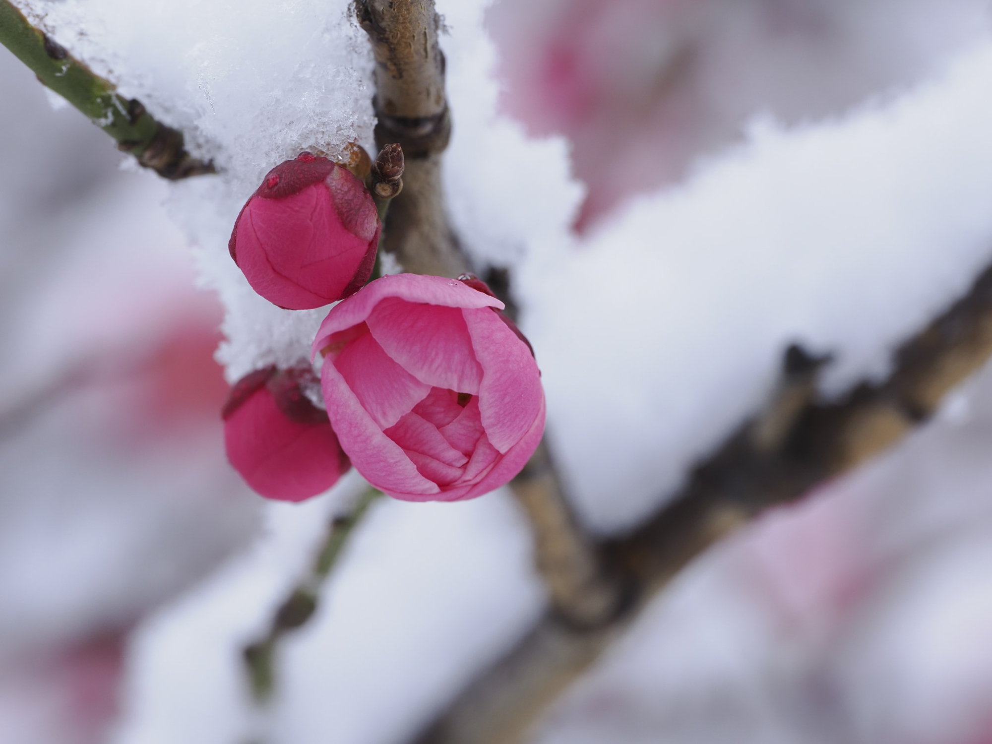 近接撮影では被写界深度が浅くなるため、F8に絞りつぼみの表情を引き出したが、背景は滑らか。レンズの優秀さを物語る1枚だ<br><span class="fnt-85">OM SYSTEM OM-1／90mm（180mm相当）／絞り優先AE（F8、1/200秒、+0.3EV）／ISO 400／WB：晴天</span>