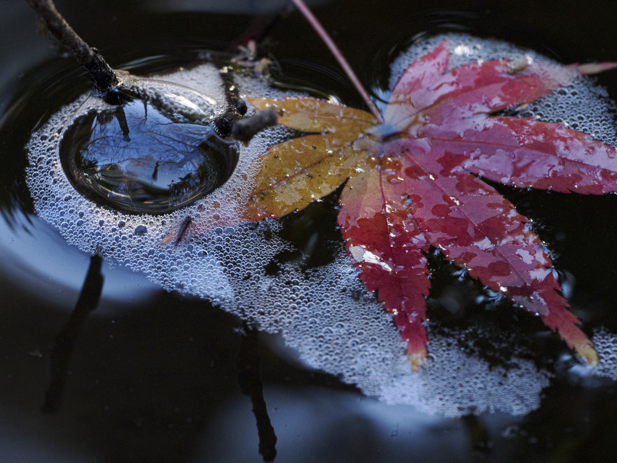 水面に浮かぶ泡と落ち葉。泡はゆらゆらと動き、捉えにくい被写体だが、動体に対してもAFはしっかりと働いてくれる印象があり、難しく思えたシーンだったが難なく表現できた<br><span class="fnt-85">OM SYSTEM OM-1／90mm（180mm相当）／絞り優先AE（F11、1/80秒、-0.7EV）／ ISO 1600／ WB：晴天</span>