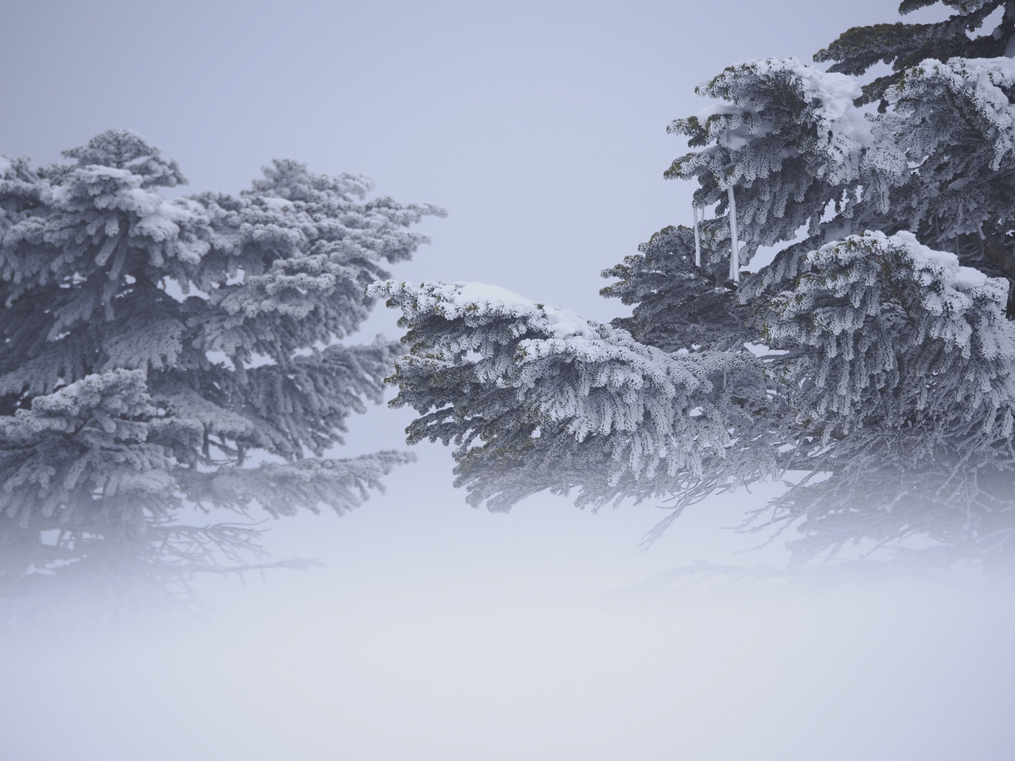 雪煙が舞う-15℃の世界でも安定した撮影ができた。F3.5の開放F値は、前ボケの雪の壁を透き通るヴェールのように描いてくれた<br><span class="fnt-85">OM SYSTEM OM-1／90mm（180mm相当）／絞り優先AE（F3.5、1/3,200秒、±0EV）／ISO 200／WB：晴天</span>