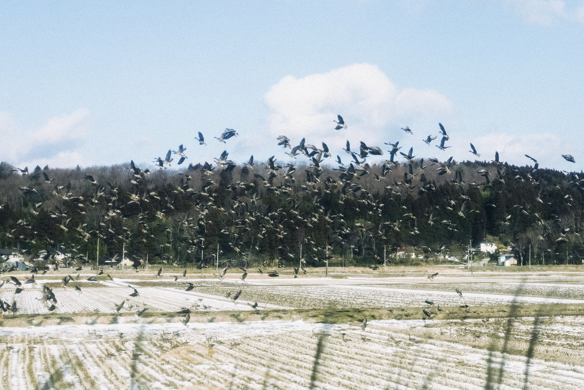 宮城で電車から車窓を眺めていると、鳥たちが一斉に羽ばたいた。サイレントシャッター機能でシャッター音を気にせずに枚数を重ねることができた<br><span class="fnt-85">キヤノン RF35mm F1.8 MACRO IS STM／35mm／マニュアル露出（F4、1/2,000秒）／ISO 100／WB: 4300K</span>