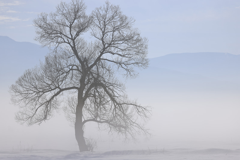 望遠レンズで離れた場所から撮影することで、木の背後にある山の印象が強まる。上下・左右チルトを使い繊細なフレーミングを行い、稜線を入れる位置を決めた<br><span class="fnt-85">キヤノン EOS R5／RF100-500mm F4.5-7.1 L IS USM／100mm／絞り優先AE（F8、1/3,200秒、±0EV）／ISO 200／WB：オート</span>