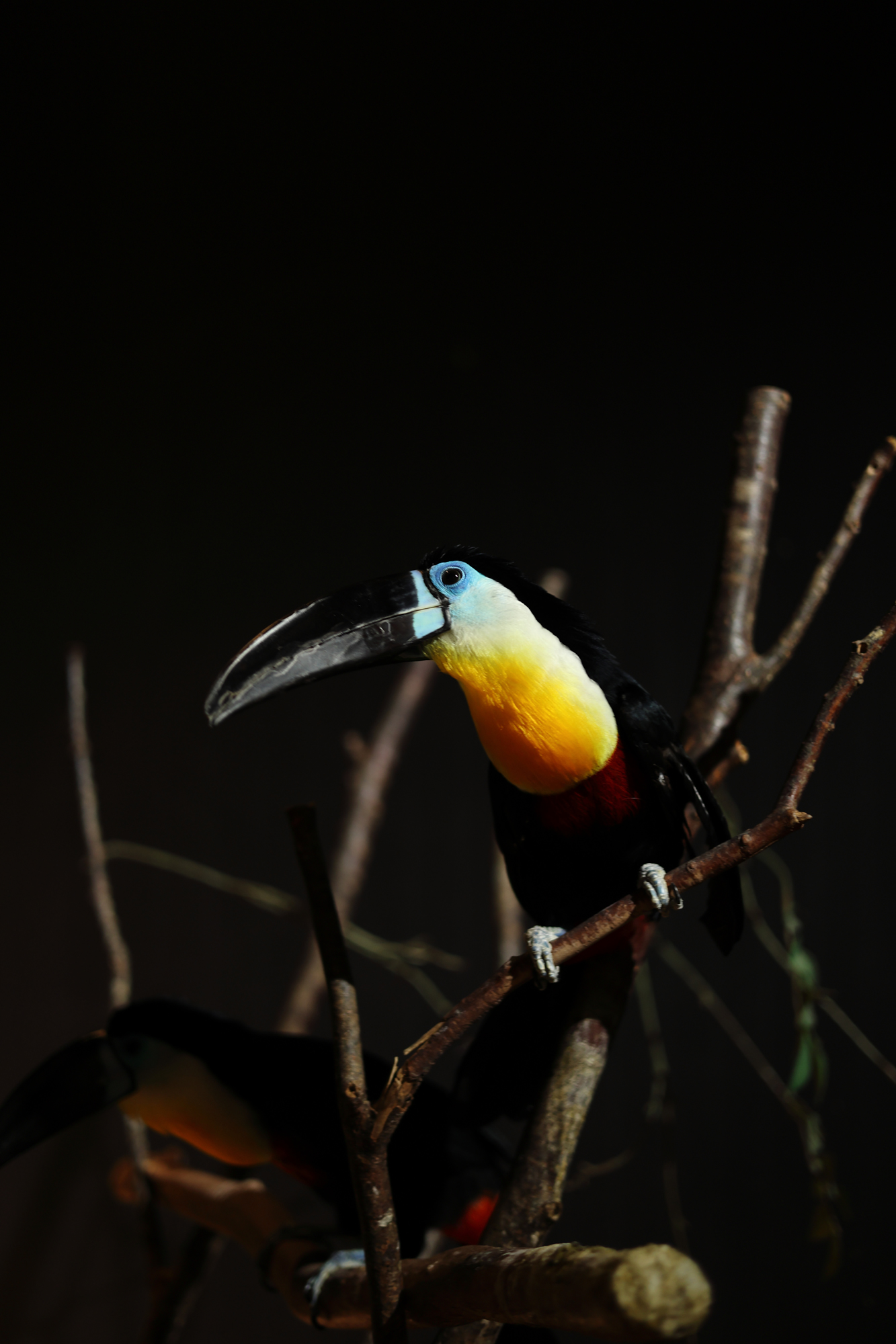 鳥や馬の検出も得意なEOS R8はピッタリと瞳にピントが合う。連写機能と併せて撮影し、ベストカットを選んだ<br><span class="fnt-85">EOS R8／RF50mm F1.8 STM／50mm／プログラムAE（F1.8、1/60秒、-1.0EV）／ISO 400／WB:太陽光</span>