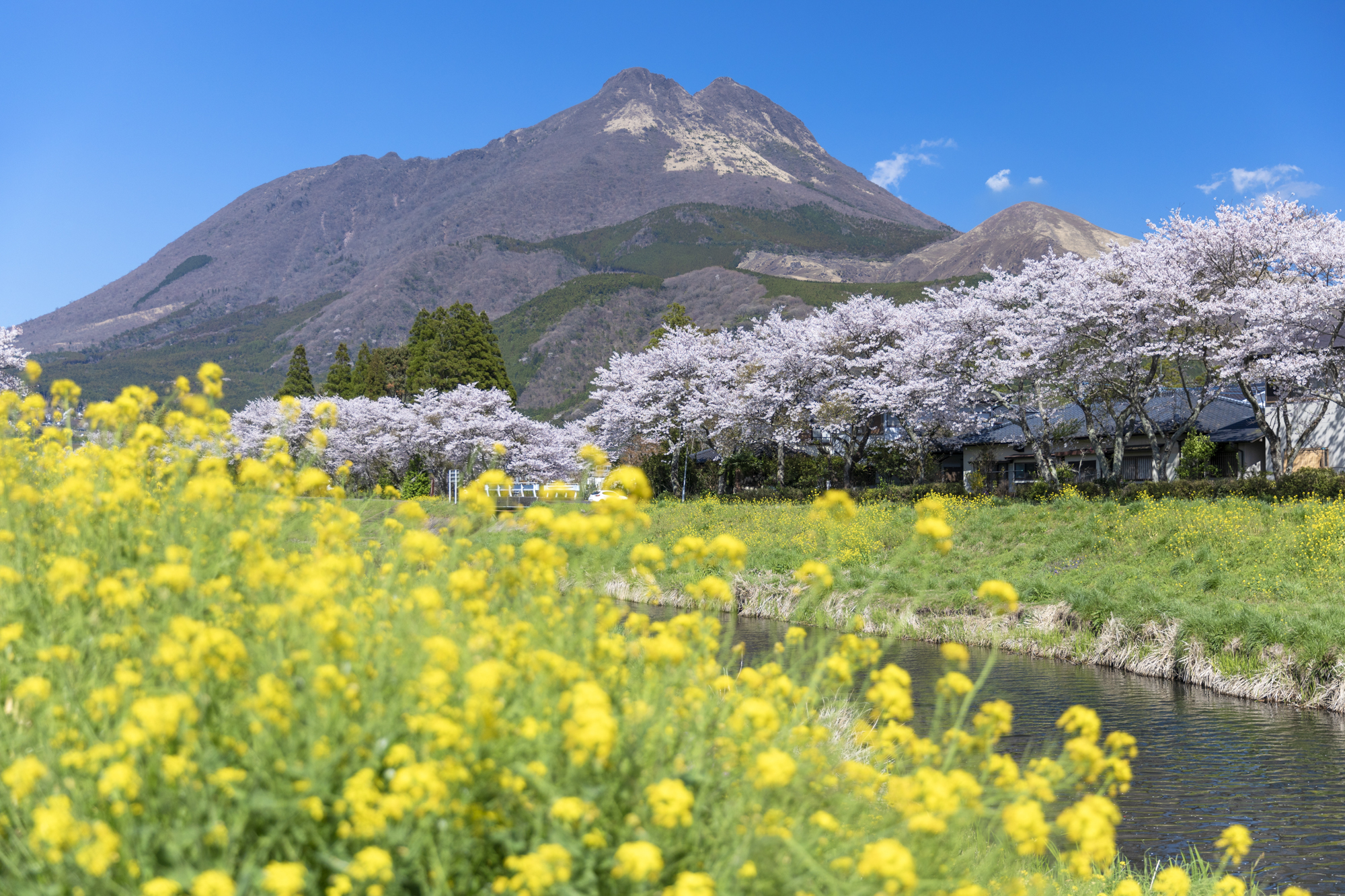 この時も、菜の花の咲き方にばらつきがあったので、ローアングルで手前の花をぼかしてばらつきを隠している<br>撮影：館野二朗（2020年4月4日撮影）<br><span class="fnt-85">EOS 5D Mark IV／EF24-70mm F2.8L II USM／42mm／マニュアル露出（1/1,600秒・F2.8）／ISO 100／WB: 4900K</span>
