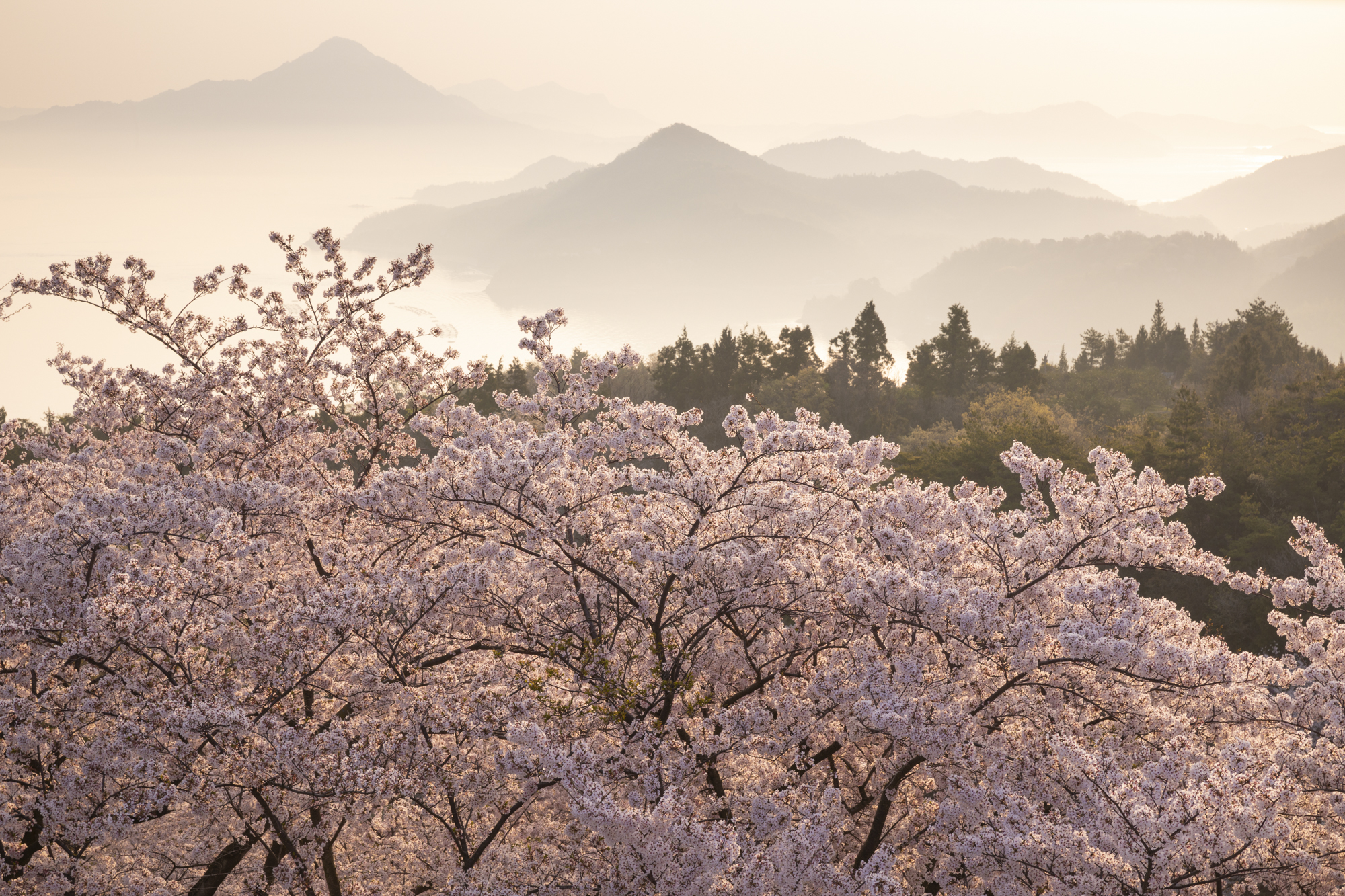 春霞のかかった島々。逆光で撮ると明るい桜と露出が合わないので、ハーフNDフィルターを使用している<br>撮影：館野二朗（2020年4月3日撮影）<br><span class="fnt-85">EOS 5D Mark IV／EF24-70mm F2.8L II USM／67mm／マニュアル露出（1/20秒・F11）／ISO 100／WB: 4800K</span>