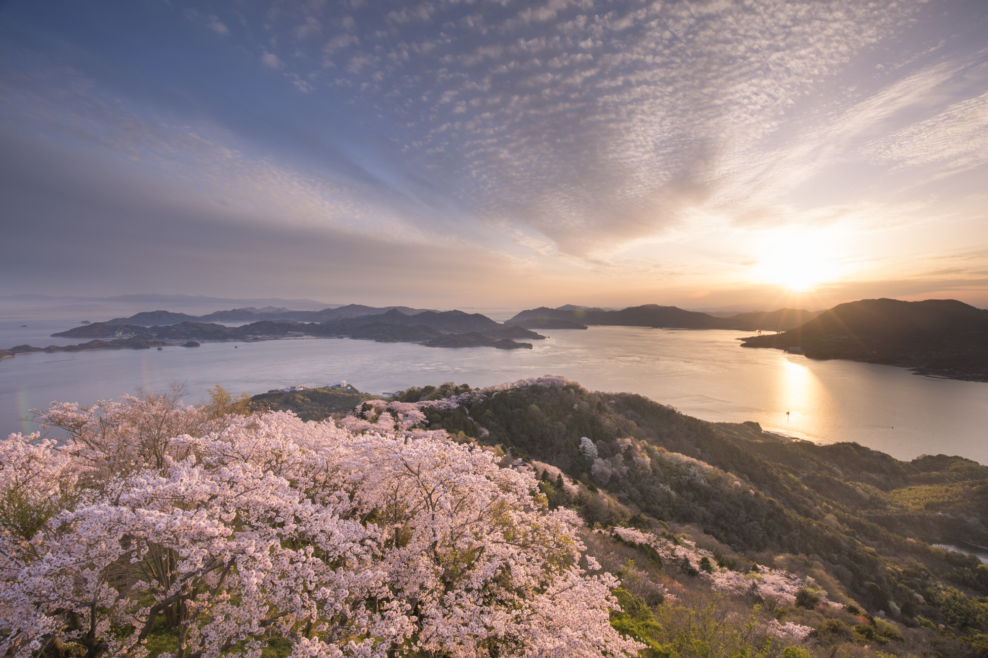 写真は展望台から西側を見たところ。稜線と斜面に桜が咲き、その向こうに瀬戸内海へ沈む夕日を望むことができる<br>撮影：館野二朗（2020年4月5日撮影）<br><span class="fnt-85">EOS 5D Mark IV／EF16-35mm F4L IS USM／16mm／マニュアル露出（1/10秒・F11）／ISO 200／WB: 4800K</span>