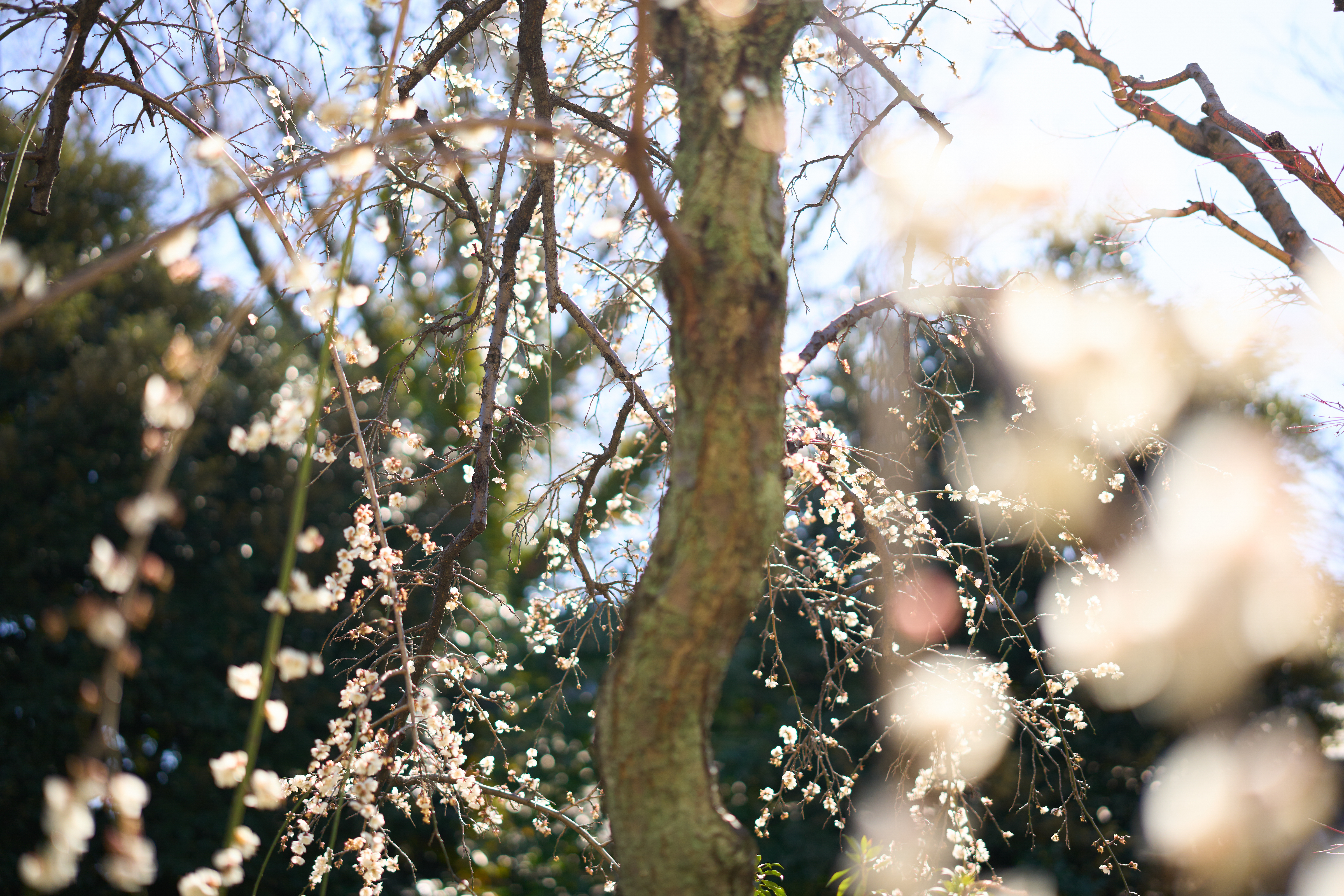 α1／50mm F1.4 DG DN｜Art／50mm／マニュアル（F1.4、1/3,200秒）／ISO 100／WB：太陽光