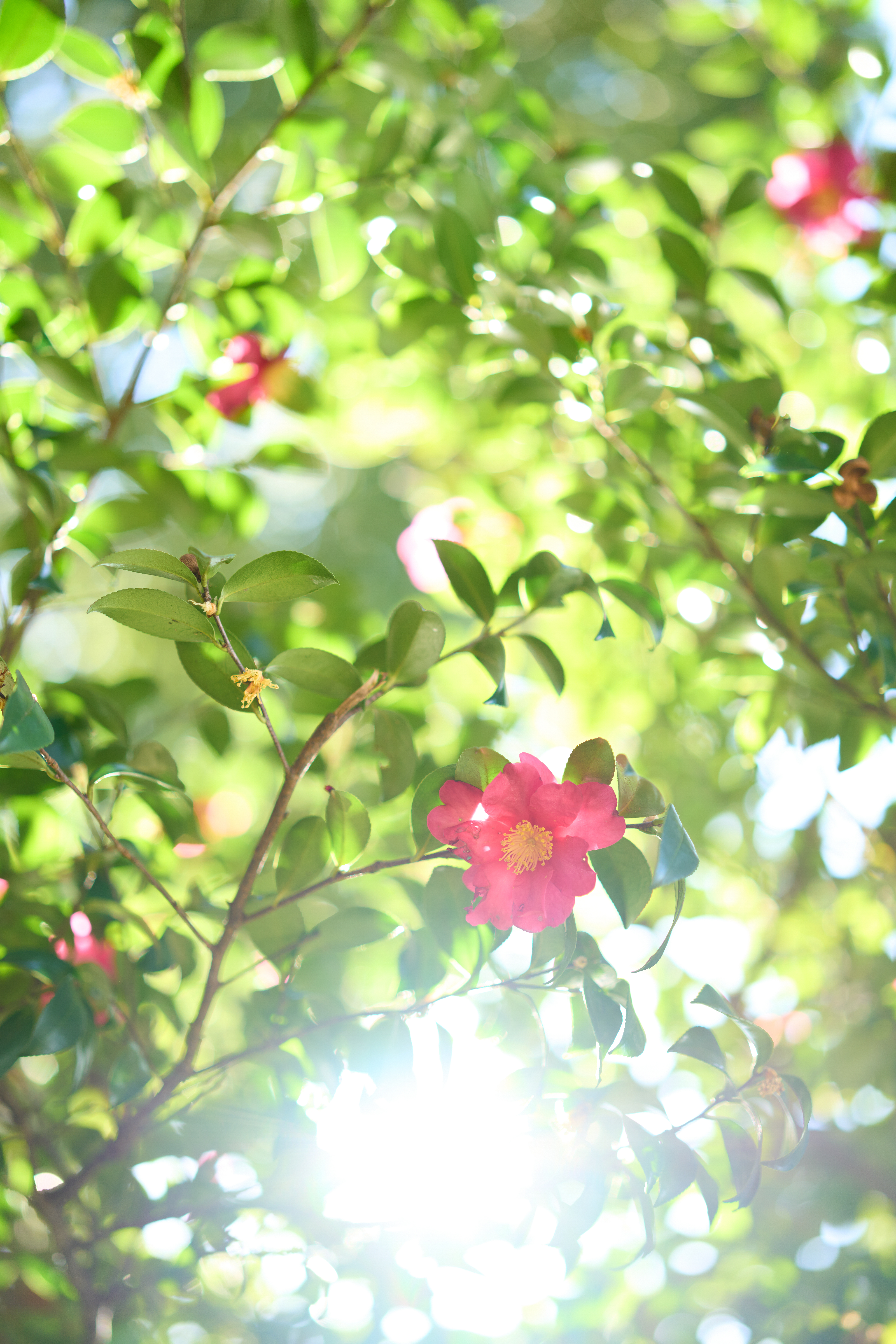 α1／50mm F1.4 DG DN｜Art／50mm／マニュアル（F1.4、1/400秒）／ISO 200／WB：太陽光