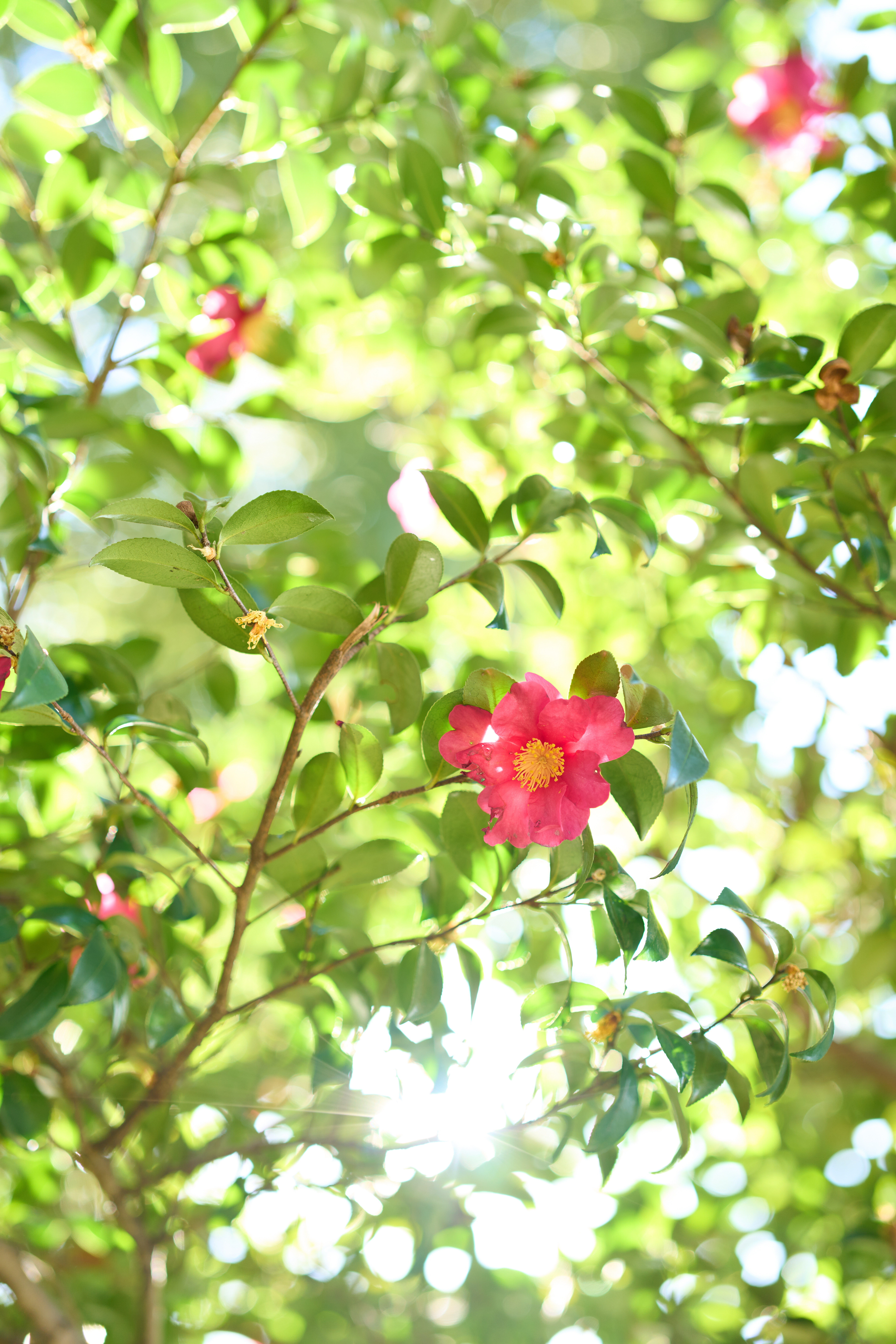 α1／50mm F1.4 DG DN｜Art／50mm／マニュアル（F1.8、1/200秒）／ISO 200／WB：太陽光