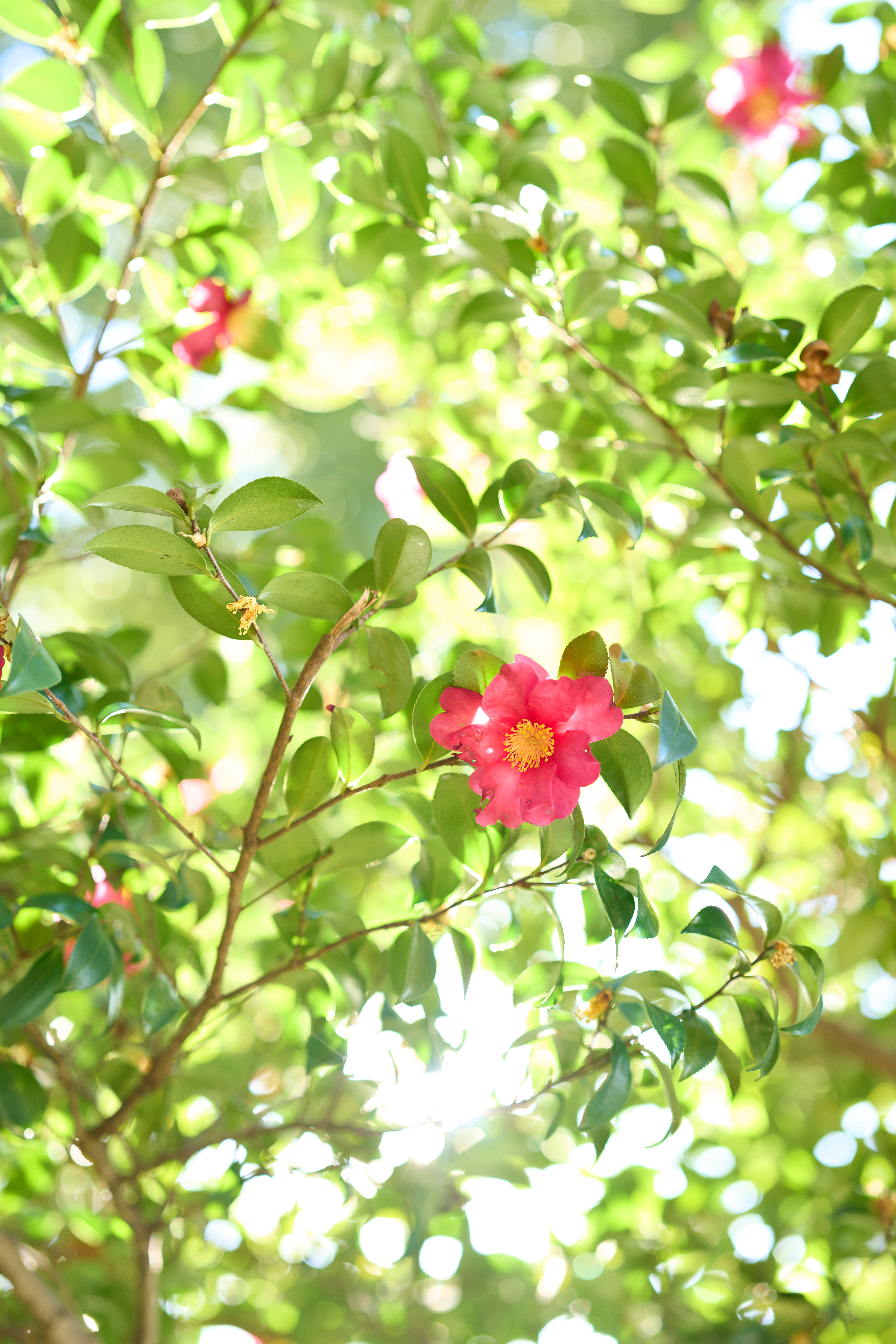 α1／50mm F1.4 DG DN｜Art／50mm／マニュアル（F2.0、1/125秒）／ISO 200／WB：太陽光