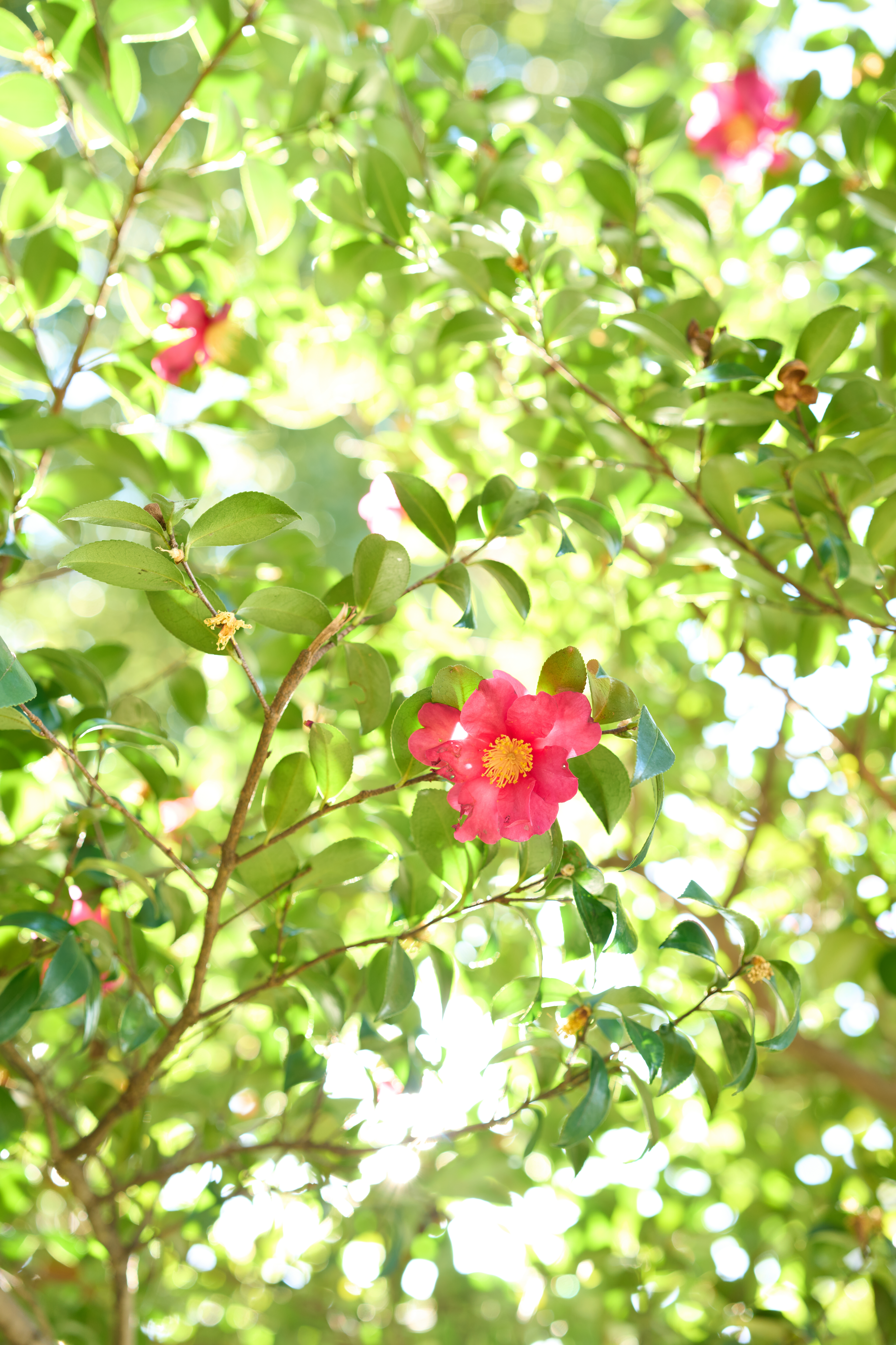 α1／50mm F1.4 DG DN｜Art／50mm／マニュアル（F2.8、1/60秒）／ISO 200／WB：太陽光