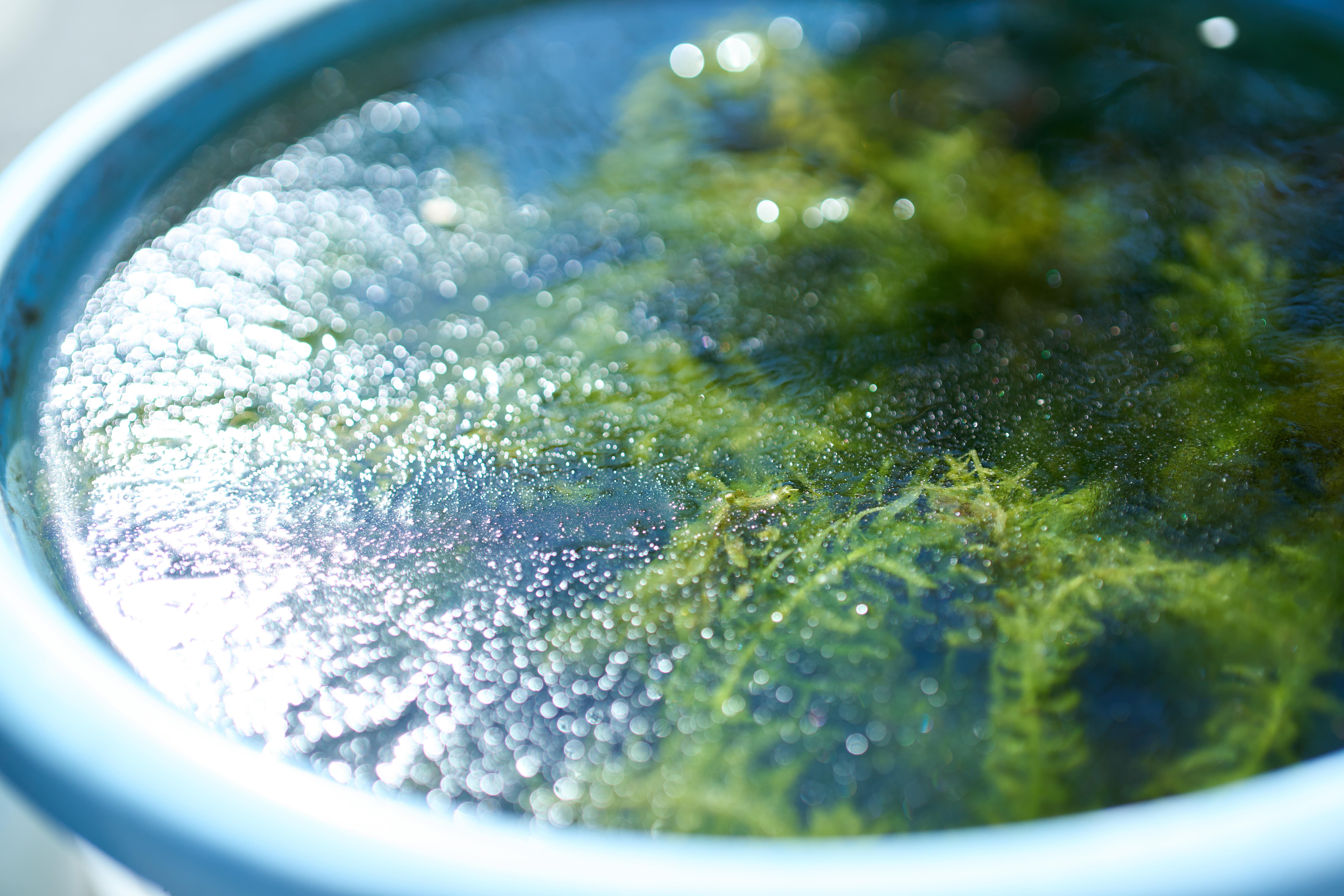 α1／50mm F1.4 DG DN｜Art／50mm／マニュアル（F1.8、1/1,250秒）／ISO 100／WB：太陽光