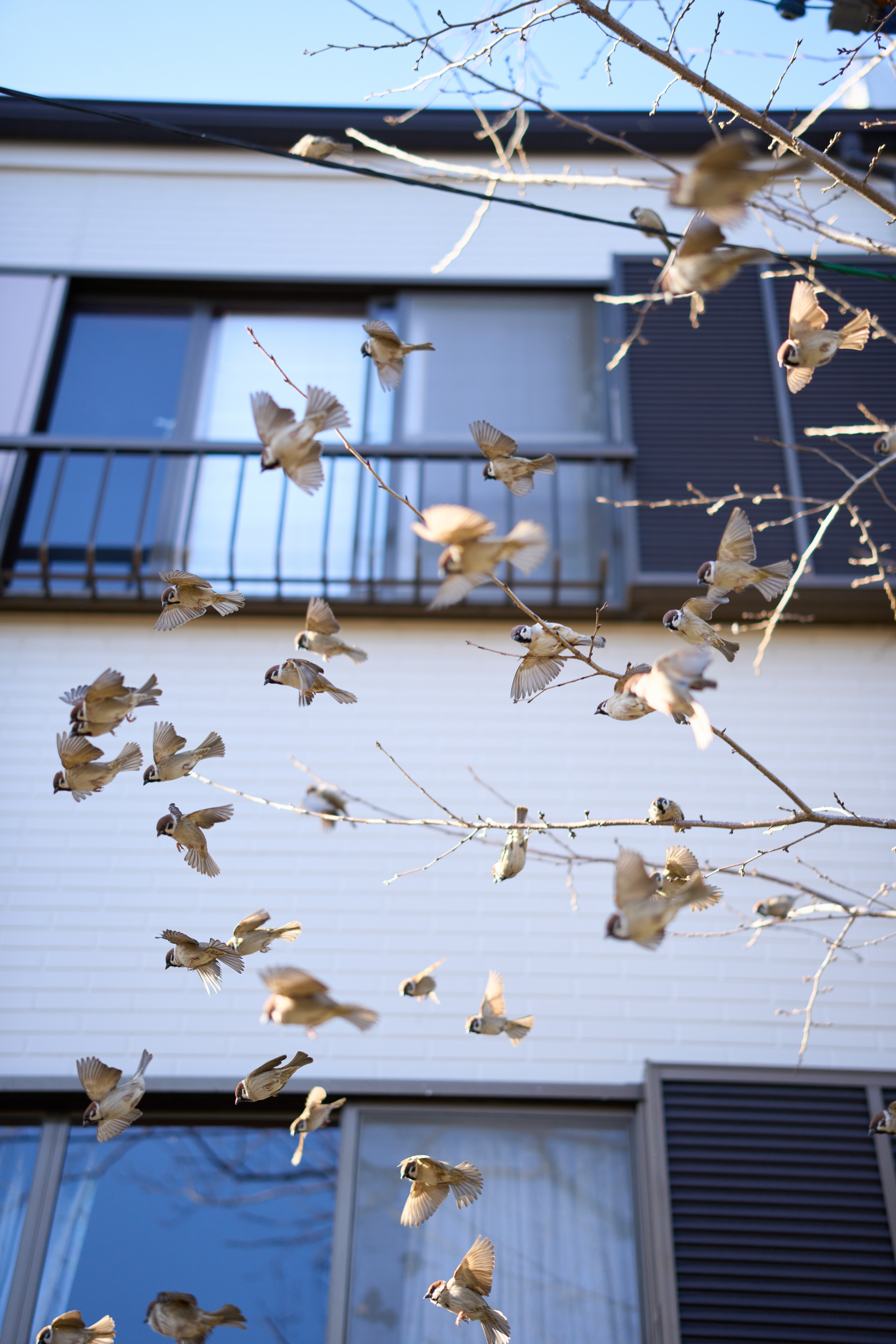 α1／50mm F1.4 DG DN｜Art／50mm／マニュアル（F1.4、1/2,000秒）／ISO 100／WB：太陽光